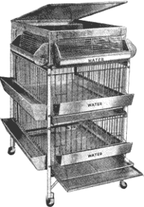 Use a Chicken Brooder for Tender Meat Image